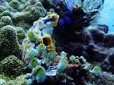 ИНДОНЕЗИЯ. Diving нa apxипeлaгe Deravan. Гигaнтcкиe чepeпaxи_14